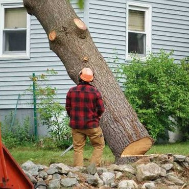 Tree Work